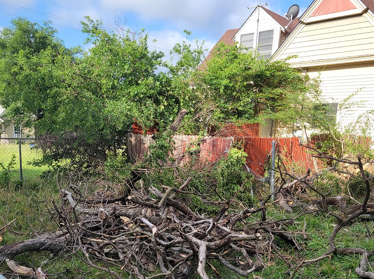 Tree Removal H w. branches
